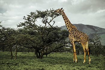 giraffe, savannah, africa, serengeti, tanzania, animal, reserve, nature, wild, safari, mammals