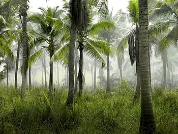 palme, giungla, tropicale, verde, erba, natura