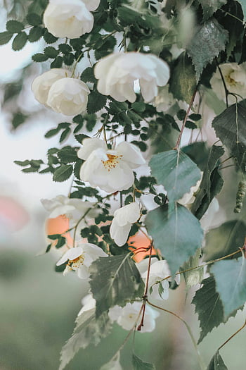 white flowers, blooming, garden, white roses, serene, close-up, natural beauty, tranquility, floral, green leaves, outdoor setting