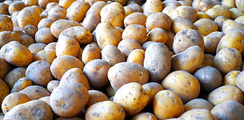 krumpli, növényi, aratás, gyárt, nyers, gyökérzöldség, gumó, egészséges, élelmiszer, solanum tuberosum
