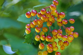 rowanberries, rowan, δηλητηριώδης, καλοκαίρι, μούρο, καρπός, οργανικός, ώριμος, βιταμίνες, φύση