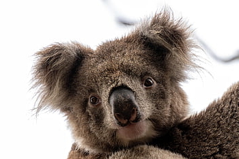 koala, Medvídek koala, ostrov klokan, vačnatec, kožešinový, volně žijících živočichů, savec, zvíře, fauna, Příroda, divočina