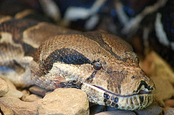 constrictor, krajta, plaz, boa, zvíře, stupnice, exotický, hlava, anakonda, Příroda, oko