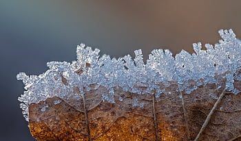 ice Cream, ice Crystal, winter, frost, frozen, crystals, hoarfrost, icy, crystal Formation, ripe