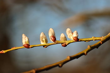 strom, willow catkin, květ kotě, větev, pastvina, květ, pyl, jaro, Rostlina vrba, zblízka, kožešinový