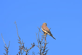 falcon, birds Of Prey, raptor, nature, wild Animal, bird, wildlife, animal