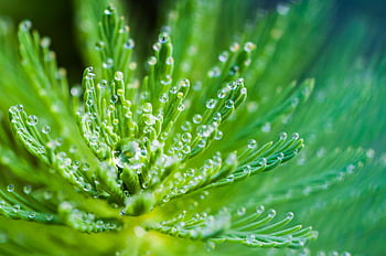 waterdruppels, groene bladplant, close-up macro, verse groene bladeren, dauw druppels, de frisheid van de natuur, groene plant, macro afbeelding, groene bladeren, natuurfotografie