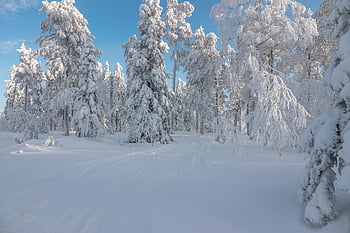 winter, snow, finland, cold, nature, landscape, white, frost, trees, frozen, sunrise