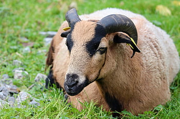 get, inhemska getter, tamdjur, djur-, däggdjur, horn, behornad, hovdjur, bete, äng, natur