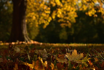maple Leaves, leaves, grass, fallen Leaves, fall Leaves, fall Foliage, autumn Foliage, deciduous Tree, maple, season, nature
