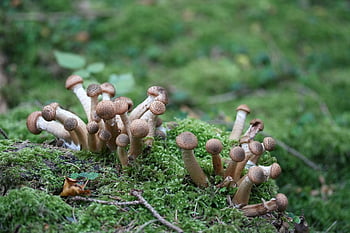 armillaria mellea, houby, les, mech, lesní podlaha