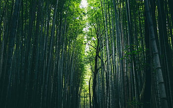 bamboo forest, high bamboo trees, lush bamboo forest, forest path, Japan, towering green stalks, tranquil nature, bamboo grove, natural scenery, greenery, serene environment