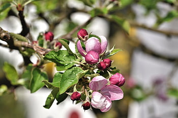 bocciolo di mela, fiori, albero di mele, Mela, fiori di melo, ramo, albero da frutta, natura, rosa, infiorescenza, fioritura