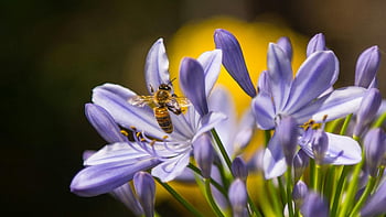 včela, fialový květ, agapanthus, opylování, makro fotografie, Černá a žlutá včela, fialová okvětní lístek květina, detail, jemné květy, fotografování přírody, včela na květu