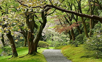 japonská zahrada, nitobe, avenue, cesta, vancouver, ubc, pamětní, Kanada, Příroda, stromy, krajina