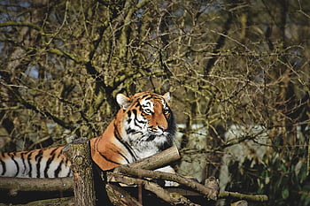 tiger, siberian Tiger, big Cat, predator, carnivores, wildcat, cat, animal, wild, siberian, nature