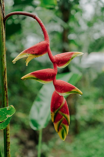 heliconia bihai, exotická červená rostlina, tropické zahrady, zářivý květ, svěží deštný prales, tropické prostředí, červená palulu, tropické flóry, exotické květiny, rostlina deštného pralesa, zářivý červený květ