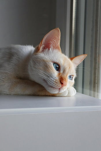 cat, animal, siamese Cat, nature, kitten, feline, pet, asleep, fur, orange, siamese