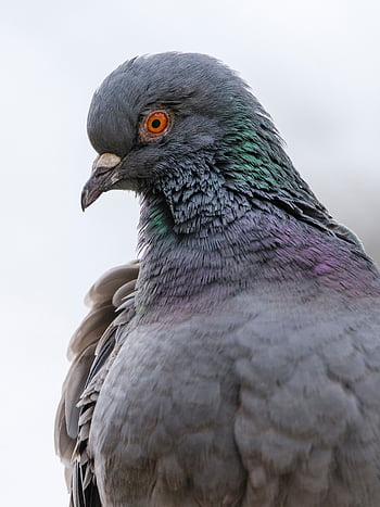 pigeon, dove, bird, animal, feathers, plumage, wildlife, nature, beak, fly, portrait