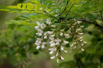acacia Tree, flower Wallpaper, acacia Blossoms, acacia Flowers, white Flowers, flowers, flower Background, tree, beautiful Flowers, nature
