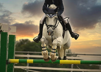 cavallo che salta, equestre, natura, equitazione, salto, ostacolo, concorrenza, torneo, muffa, cavallo, foto di animali