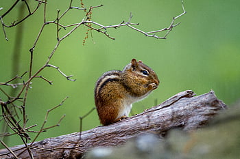 çizgili sincap, orman, yaban hayatı, hayvan, doğa, açık havada, ağaçlar, bokeh, şube