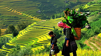 terrazze di riso banaue, donna che cammina, ragazza che cammina, terrazze di riso, agricoltori che lavorano, terrazze di riso lussureggianti, Ắk ya, gia lai, Vietnam, vista panoramica, abbigliamento tradizionale