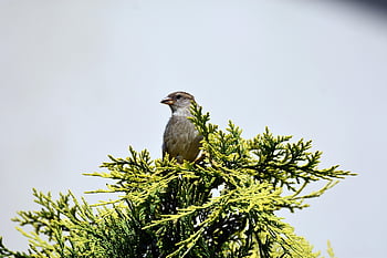 moineau, oiseau, animal, plumes, plumage, le bec, la nature, faune, aviaire, ailes, stylo
