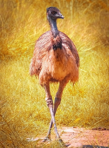 pštros, pták, zvíře, struthio camelus, divoké zvíře, volně žijících živočichů, Příroda