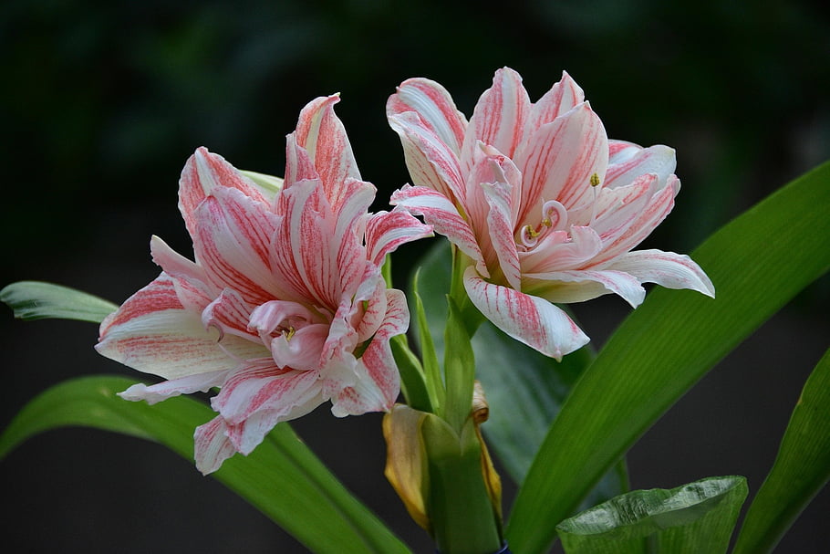 lily, flowers, plant, lilium, beautiful Flowers, pink Flowers, petals, bloom, flower Wallpaper, flower Background, flora