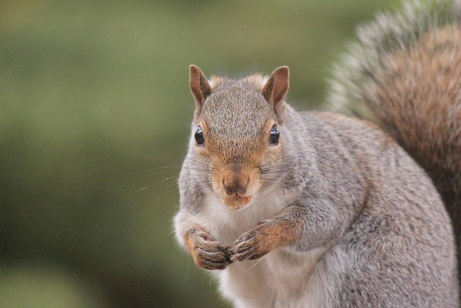 brown squirrel, gray squirrel, close-up, adorable, Oakville, Canada, nature lovers, wildlife, outdoor, animal, fur