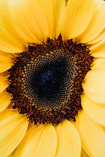 makro fotografie, slunečnice, detailní záběr, zářivé žluté, složité vzory, textur, detailní, fotografování přírody, květinové fotografie, detaily květin, botanická fotografie