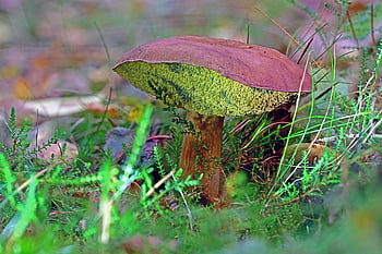 mushroom, fall, forest, nature, collect, forest Floor, chestnut, gathering