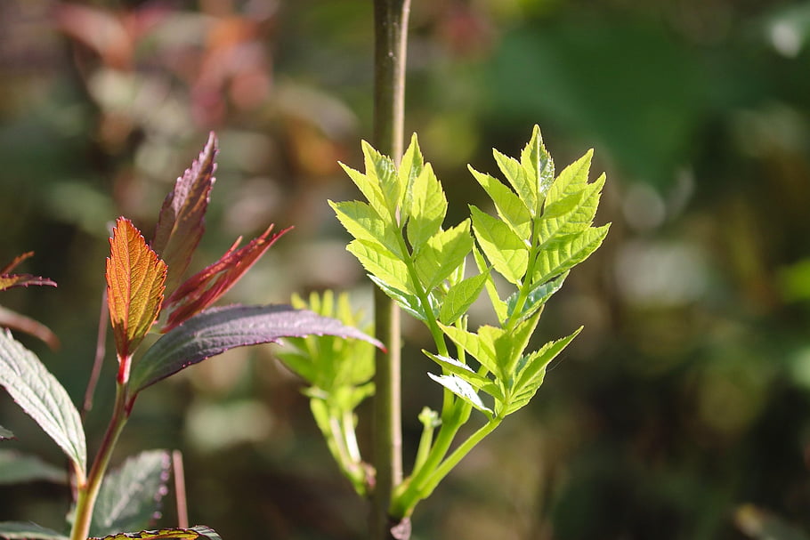 leaves, boy Shoots, nature, green, spring, young, growth, plant, close Up, sprout, garden
