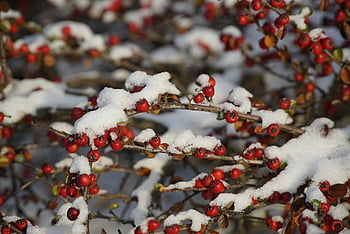cotoneaster, snow, berries, red And White, colors, red Berries