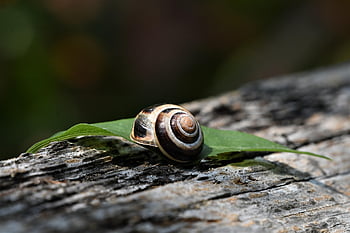 snail, animal, mollusk, shell, snail Shell, wildlife, nature, outdoor, closeup