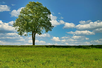 spring, tree Individually, alone, meadow, green, grass, heaven, clouds, horizon, solitary