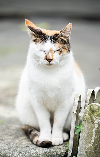 고양이, 동물, 고양이가자는, 착한 애, 자다