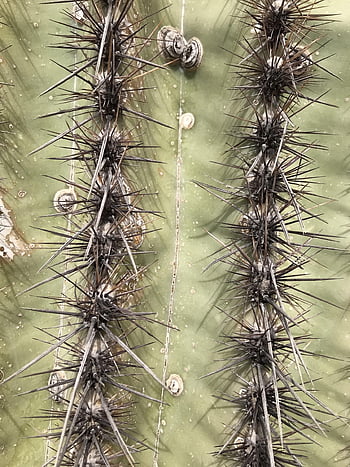 cactus, prickly, plant, succulent, arizona, cacti