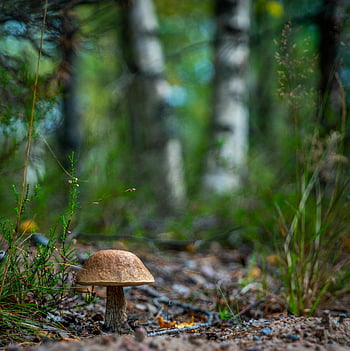bruine paddestoel, selectieve aandacht, wilde paddenstoel, weelderig bos, bomen, groen, gedetailleerde weergave, bosrijke omgeving, natuurfotografie, boslandschap, paddestoel fotografie