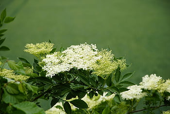 sambucus, starší, květiny, červen, květinové tapety, bezový květ, Příroda, květy, zelená, krásné květiny, keř