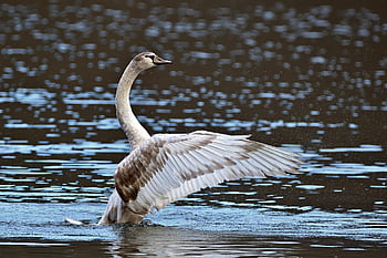 labuť, pták, jezero, mute swan, mladý pták, mávání, křídla, vodní pták, zvíře, zimní, Příroda