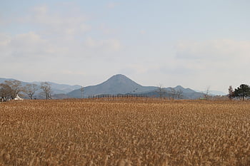 field, meadow, reed, suncheon Bay, nature, landscape