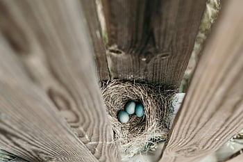 bird nest, blue eggs, wooden fence, three eggs, nature, wildlife, outdoor, eggs in nest, blue bird eggs, nest between planks, rustic setting