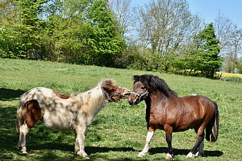 shetland Ponies, pony, equines, beautiful Mane, ponies Gecko, pony Jarod, pony Father And Son, complicity, mammals, mane, animals