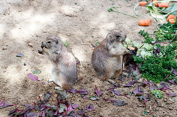 prérijní psi, hlodavci, zvířat, savců, zoo, volně žijících živočichů, Příroda