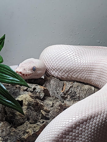 python, snake, nature, animal, wildlife, serpent, reptile, scales