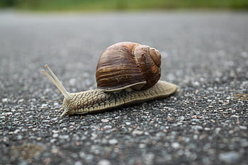 lumaca, avvicinamento, conchiglia a spirale, strada asfaltata, colpo di macro, muovendosi lentamente, terra, natura, all'aperto, struttura