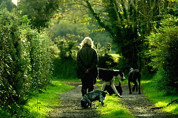woman in black jacket, 4 dogs, walking, dirt path, between trees, lush green forest, daylight, serene walk, forest path, woman with dogs, outdoor activity