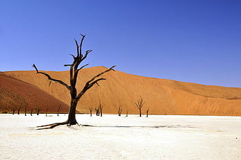 brown leafless tree, sandy soil, daytime, barren desert, dried tree, sand dunes, clear blue sky, dramatic scene, desert landscape, natural scenery, arid environment